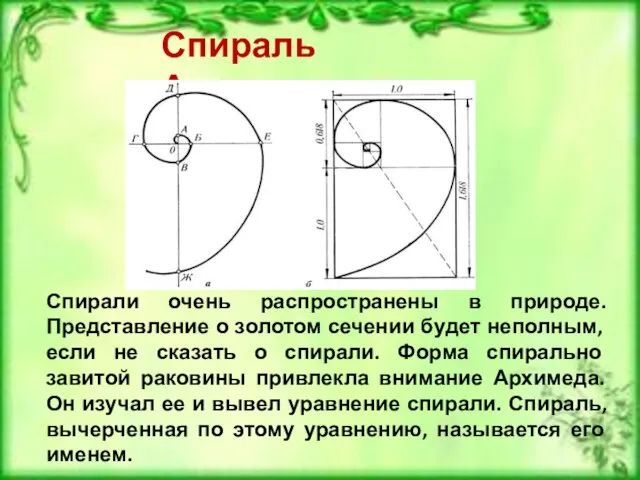 Спираль Архимеда Спирали очень распространены в природе. Представление о золотом сечении будет