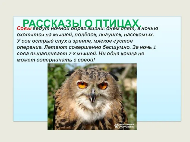 РАССКАЗЫ О ПТИЦАХ. Совы ведут ночной образ жизни: днём спят, а ночью