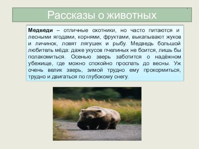 Рассказы о животных Медведи – отличные охотники, но часто питаются и лесными