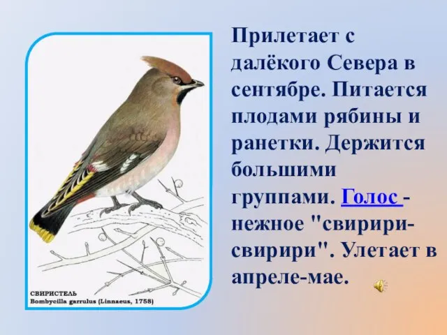 Прилетает с далёкого Севера в сентябре. Питается плодами рябины и ранетки. Держится