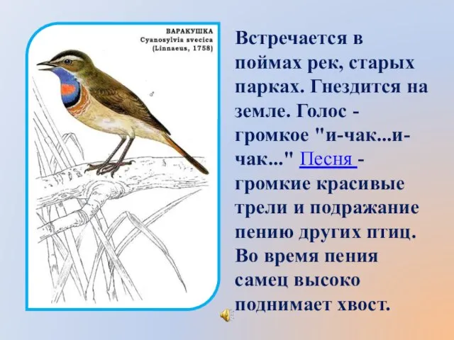 Встречается в поймах рек, старых парках. Гнездится на земле. Голос - громкое