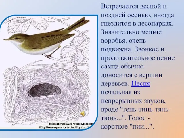 Встречается весной и поздней осенью, иногда гнездится в лесопарках. Значительно мельче воробья,