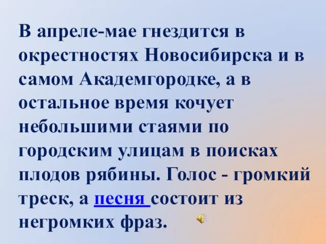 В апреле-мае гнездится в окрестностях Новосибирска и в самом Академгородке, а в