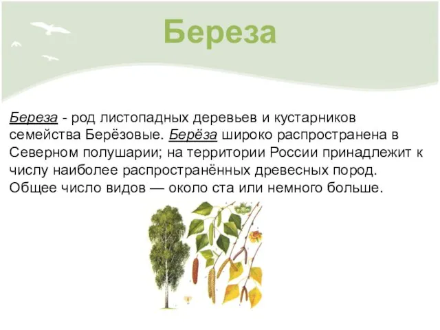 Береза Береза - род листопадных деревьев и кустарников семейства Берёзовые. Берёза широко