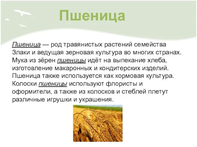 Пшеница Пшеница — род травянистых растений семейства Злаки и ведущая зерновая культура