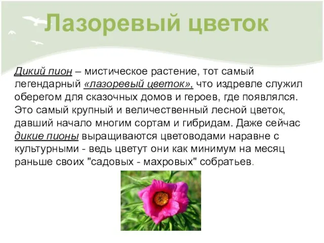 Дикий пион – мистическое растение, тот самый легендарный «лазоревый цветок», что издревле