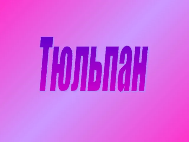 Тюльпан