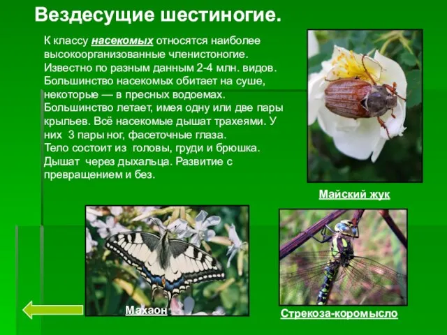 Вездесущие шестиногие. Майский жук Стрекоза-коромысло Махаон К классу насекомых относятся наиболее высокоорганизованные