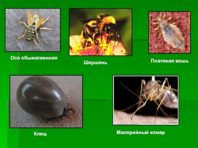 Оса обыкновенная Шершень Клещ Малярийный комар Платяная вошь