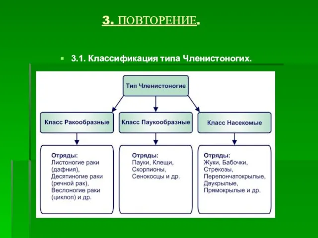 3. ПОВТОРЕНИЕ. 3.1. Классификация типа Членистоногих.