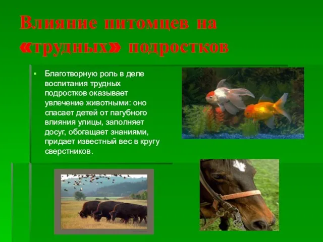 Влияние питомцев на «трудных» подростков Благотворную роль в деле воспитания трудных подростков