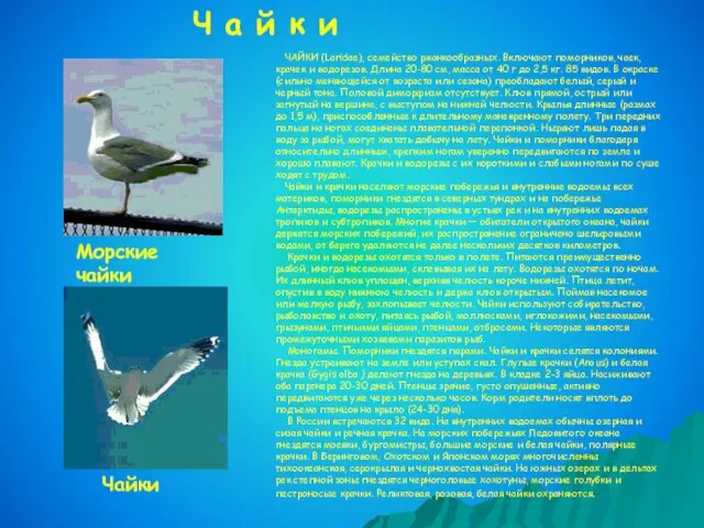 ЧАЙКИ (Laridae), семейство ржанкообразных. Включают поморников, чаек, крачек и водорезов. Длина 20-80