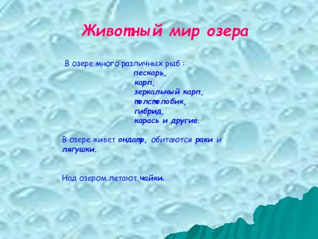 Животный мир озера В озере много различных рыб : пескарь, карп, зеркальный