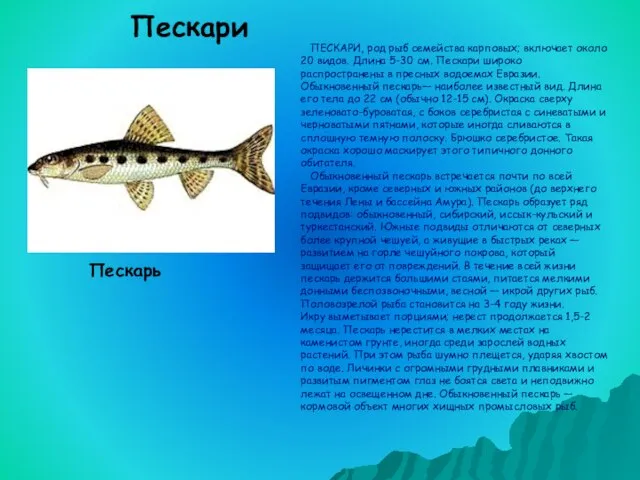 ПЕСКАРИ, род рыб семейства карповых; включает около 20 видов. Длина 5-30 см.