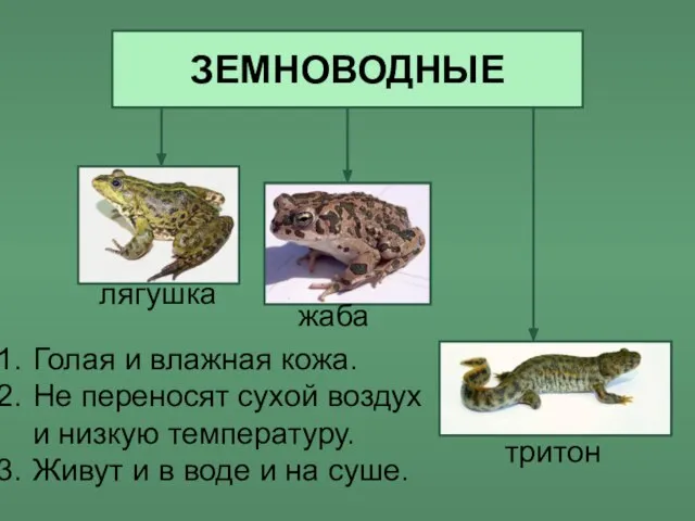 ЗЕМНОВОДНЫЕ лягушка жаба тритон Голая и влажная кожа. Не переносят сухой воздух