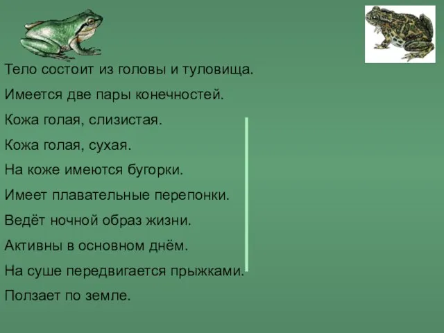 Тело состоит из головы и туловища. Имеется две пары конечностей. Кожа голая,