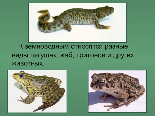 К земноводным относятся разные виды лягушек, жаб, тритонов и других животных.