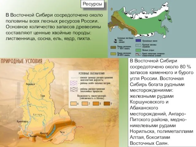 Ресурсы В Восточной Сибири сосредоточено около половины всех лесных ресурсов России. Основное