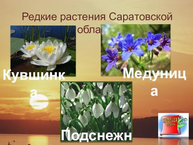 Редкие растения Саратовской области Кувшинка Медуница Подснежник