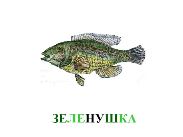 ЗЕЛЕНУШКА