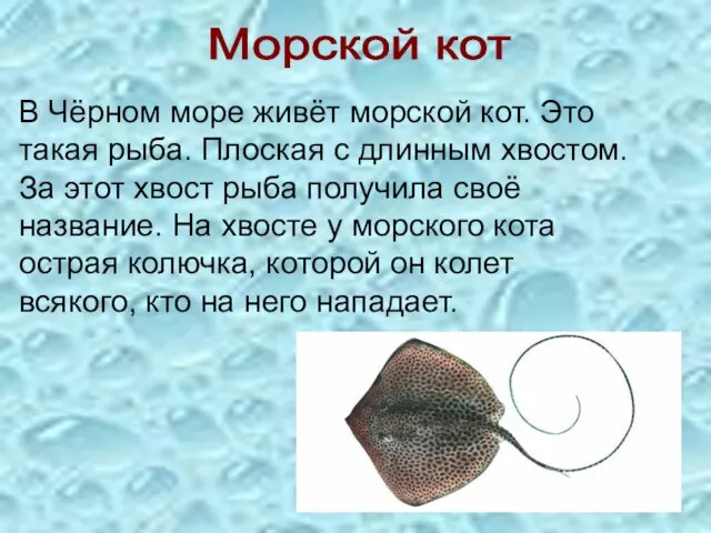 Морской кот В Чёрном море живёт морской кот. Это такая рыба. Плоская