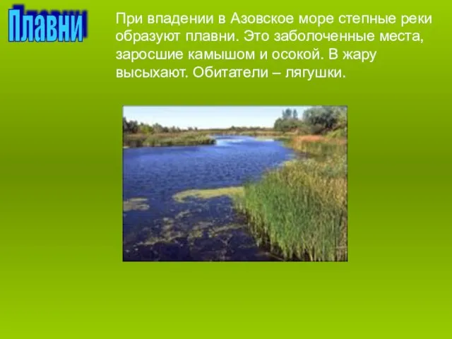 Плавни При впадении в Азовское море степные реки образуют плавни. Это заболоченные