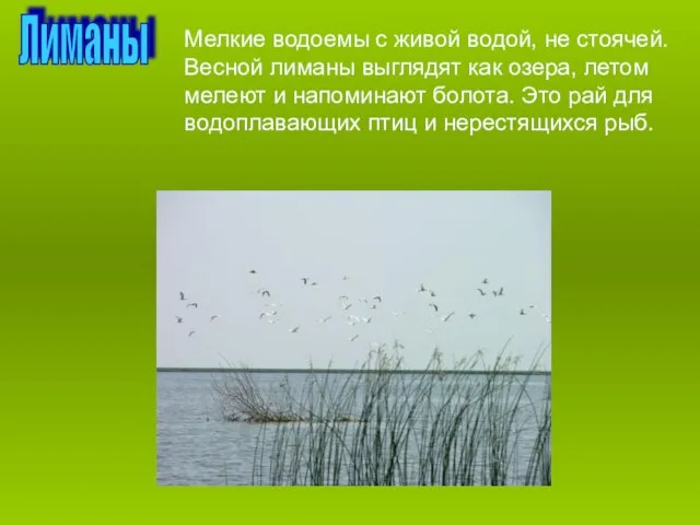 Лиманы Мелкие водоемы с живой водой, не стоячей. Весной лиманы выглядят как