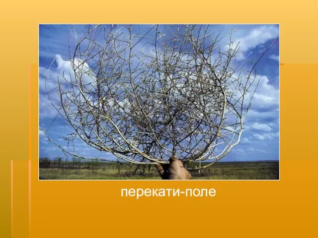 перекати-поле