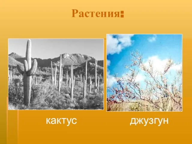 Растения: кактус джузгун