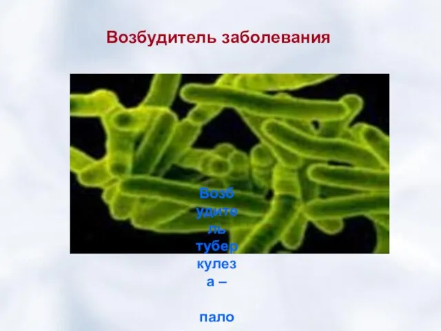 Возбудитель заболевания Возбудитель туберкулеза – палочка Коха.