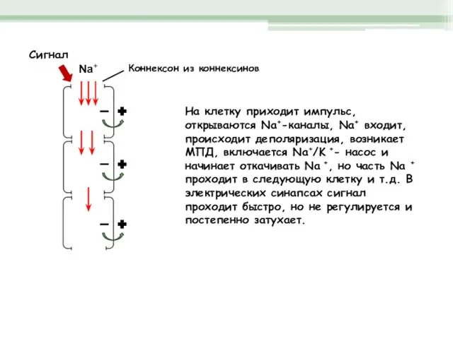 Электрический синапс Na+ Сигнал На клетку приходит импульс, открываются Na+-каналы, Na+ входит,