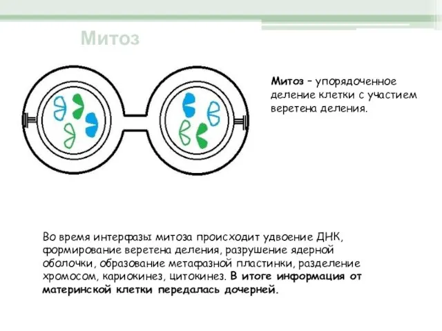 Во время интерфазы митоза происходит удвоение ДНК, формирование веретена деления, разрушение ядерной