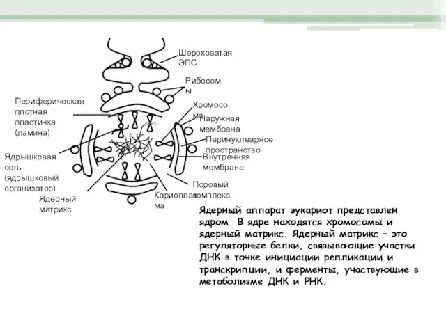 Шероховатая ЭПС Рибосомы Хромосома Наружная мембрана Перинуклеарное пространство Внутренняя мембрана Поровый комплекс