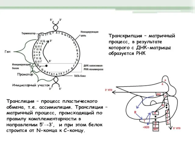 Ген Промотор Инициаторный участок Транскрипция – матричный процесс, в результате которого с