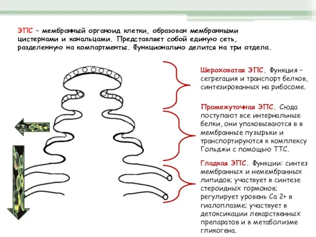 ЭПС – мембранный органоид клетки, образован мембранными цистернами и канальцами. Представляет собой