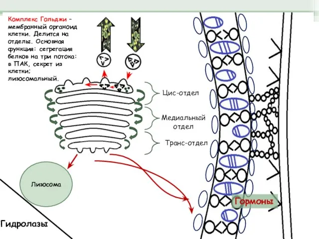 Лизосома Гидролазы Цис-отдел Медиальный отдел Транс-отдел Гормоны Комплекс Гольджи – мембранный органоид