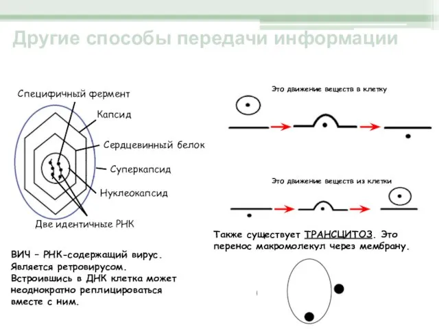 Другие способы передачи информации ВИЧ Капсид Сердцевинный белок Две идентичные РНК Нуклеокапсид