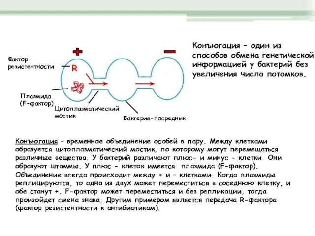 Бактерии Плазмида (F-фактор) R Бактерия-посредник Цитоплазматический мостик Фактор резистентности Конъюгация – один