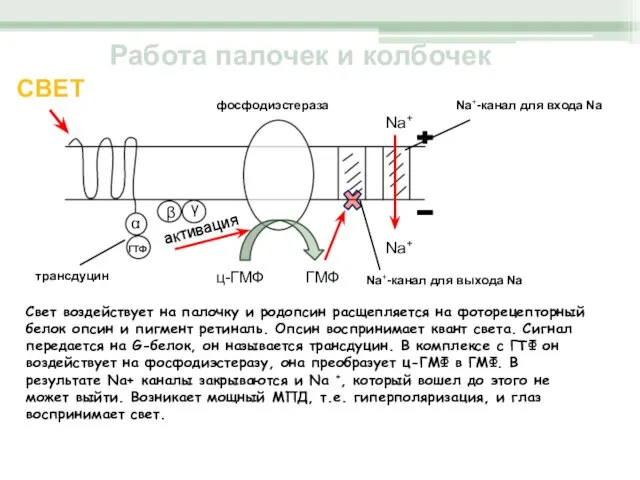 Работа палочек и колбочек СВЕТ активация ц-ГМФ ГМФ Na+ Na+ фосфодиэстераза Na+-канал