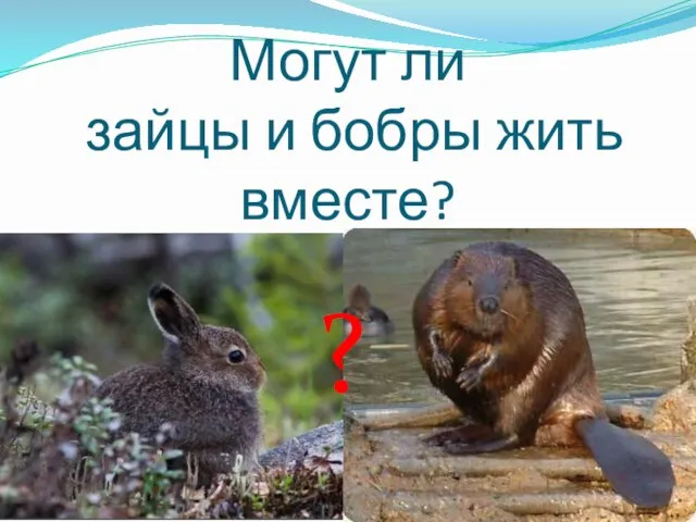 Могут ли зайцы и бобры жить вместе? ?