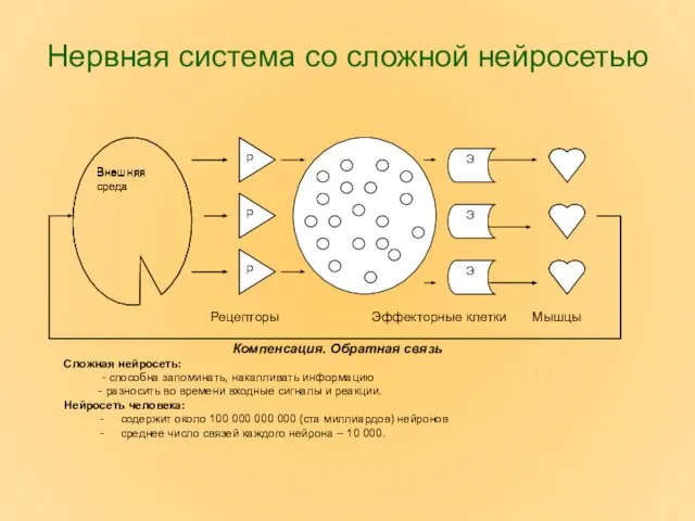 Нервная система со сложной нейросетью Внешняя среда Рецепторы Эффекторные клетки Мышцы Компенсация.