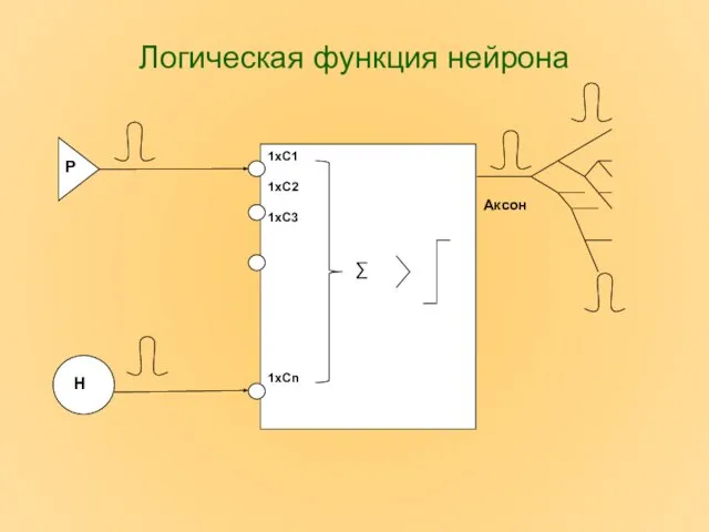 Логическая функция нейрона Аксон 1хС1 1хС2 1хС3 1хСn ∑