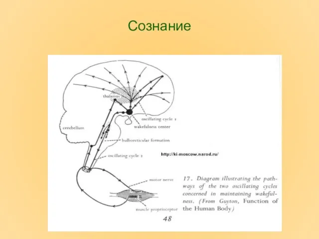 Сознание