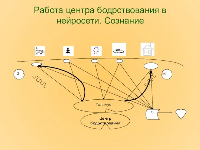 Работа центра бодрствования в нейросети. Сознание Таламус Центр бодрствования 1 2