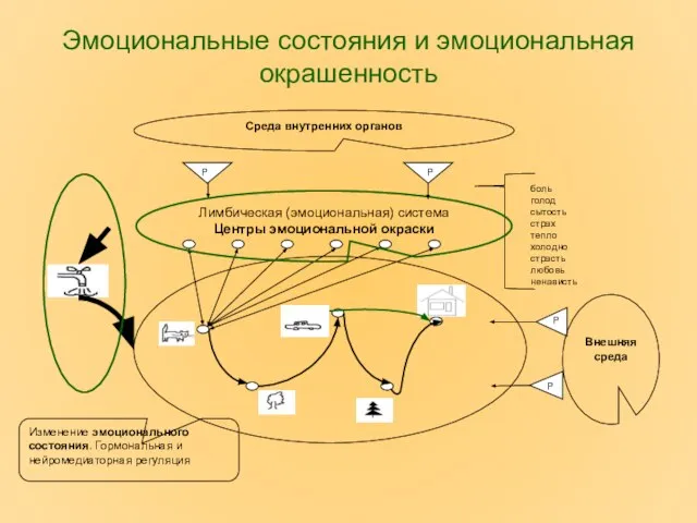 Эмоциональные состояния и эмоциональная окрашенность боль голод сытость страх тепло холодно страсть