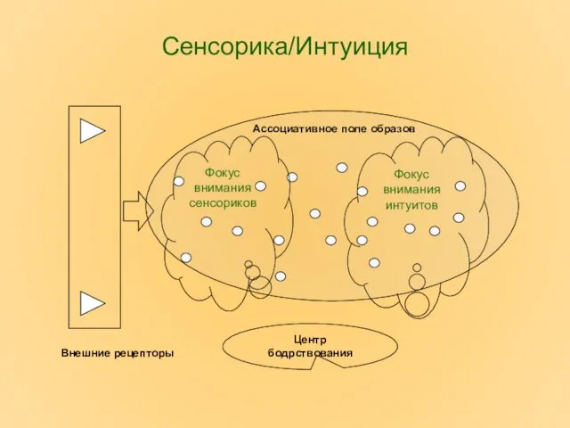 Сенсорика/Интуиция Внешние рецепторы Ассоциативное поле образов Центр бодрствования Фокус внимания сенсориков Фокус внимания интуитов