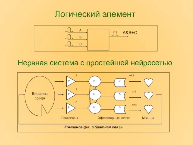 Логический элемент Нервная система с простейшей нейросетью Внешняя среда Рецепторы Эффекторные клетки