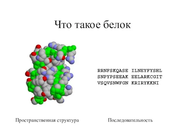 Что такое белок Пространственная структура RRNFSKQASE ILNEYFYSHL SNPYPSEEAK EELARKCGIT VSQVSNWFGN KRIRYKKNI Последовательность