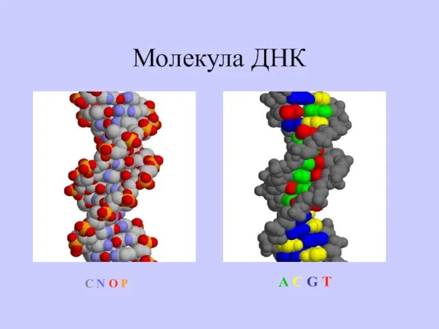 Молекула ДНК A C G T C N O P