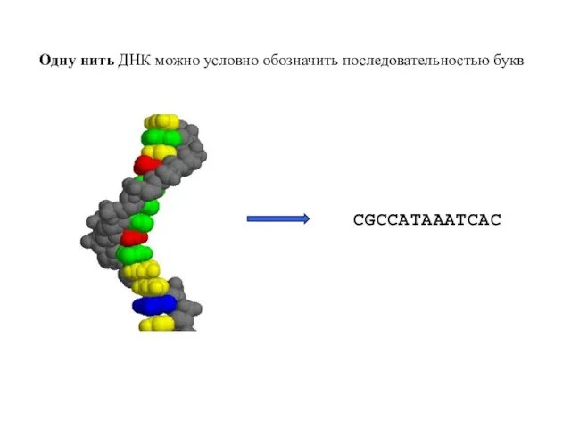 Одну нить ДНК можно условно обозначить последовательностью букв CGCCATAAATCAC